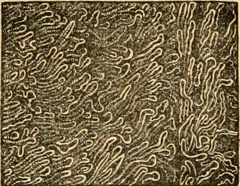 An illustration from The microscope : its history, construction, and application, being a familiar introduction to the use of the instrument, and the study of microscopial science / By Jabez Hogg ... with upwards of five hundred engravings and coloured illustrations by Tuffen West., 1867, leaf 716