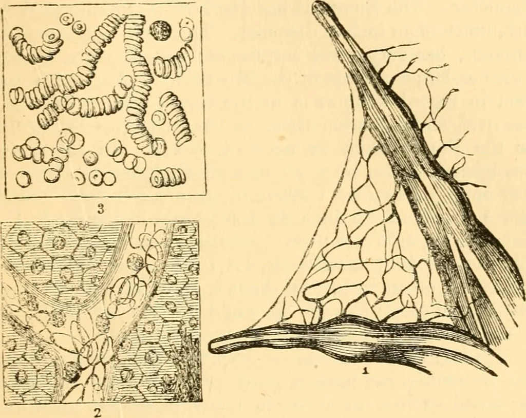 An illustration from The microscope : its history, construction, and application, being a familiar introduction to the use of the instrument, and the study of microscopial science / By Jabez Hogg ... with upwards of five hundred engravings and coloured illustrations by Tuffen West., 1867, leaf 719