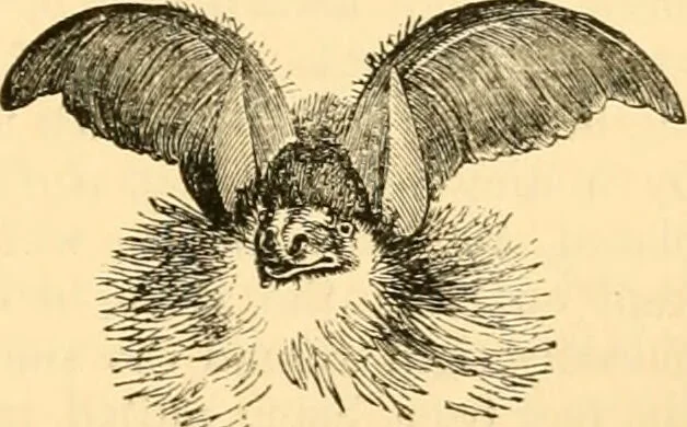 An illustration from The microscope : its history, construction, and application, being a familiar introduction to the use of the instrument, and the study of microscopial science / By Jabez Hogg ... with upwards of five hundred engravings and coloured illustrations by Tuffen West., 1867, leaf 721