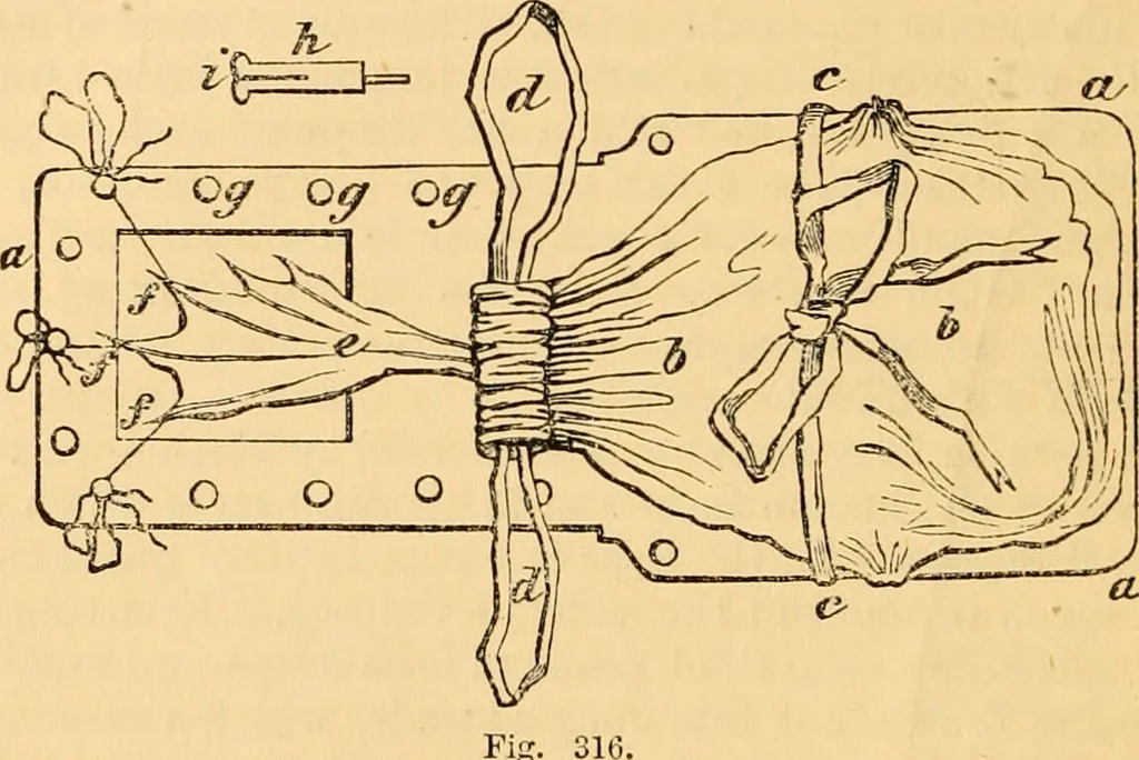 An illustration from The microscope : its history, construction, and application, being a familiar introduction to the use of the instrument, and the study of microscopial science / By Jabez Hogg ... with upwards of five hundred engravings and coloured illustrations by Tuffen West., 1867, leaf 722