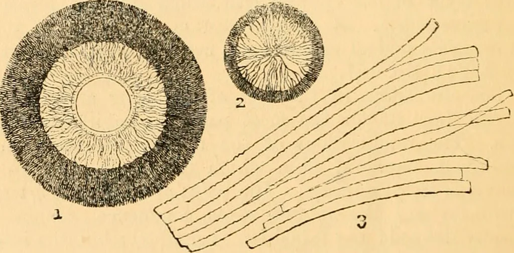An illustration from The microscope : its history, construction, and application, being a familiar introduction to the use of the instrument, and the study of microscopial science / By Jabez Hogg ... with upwards of five hundred engravings and coloured illustrations by Tuffen West., 1867, leaf 730