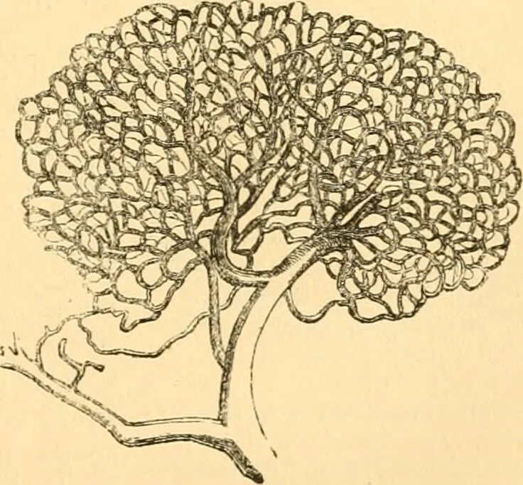 An illustration from The microscope : its history, construction, and application, being a familiar introduction to the use of the instrument, and the study of microscopial science / By Jabez Hogg ... with upwards of five hundred engravings and coloured illustrations by Tuffen West., 1867, leaf 731