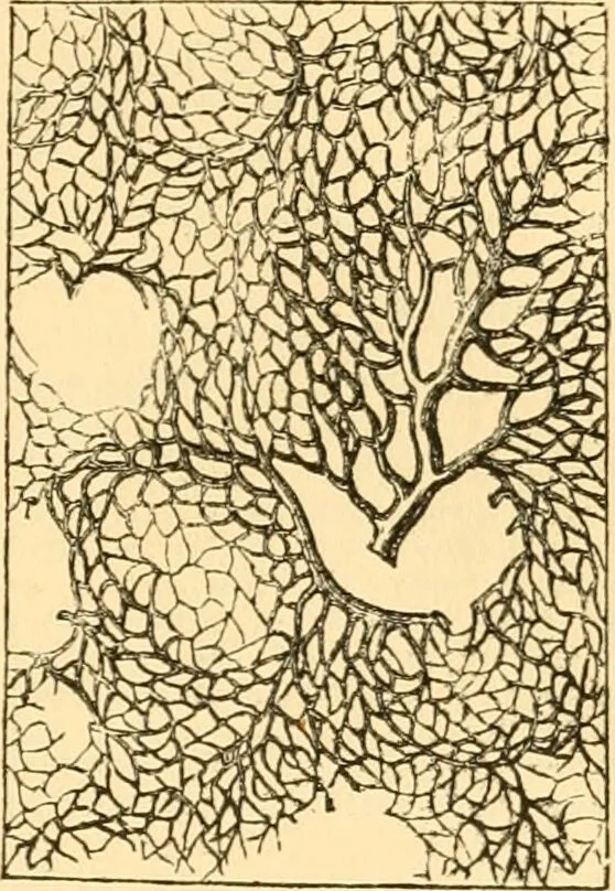 An illustration from The microscope : its history, construction, and application, being a familiar introduction to the use of the instrument, and the study of microscopial science / By Jabez Hogg ... with upwards of five hundred engravings and coloured illustrations by Tuffen West., 1867, leaf 731
