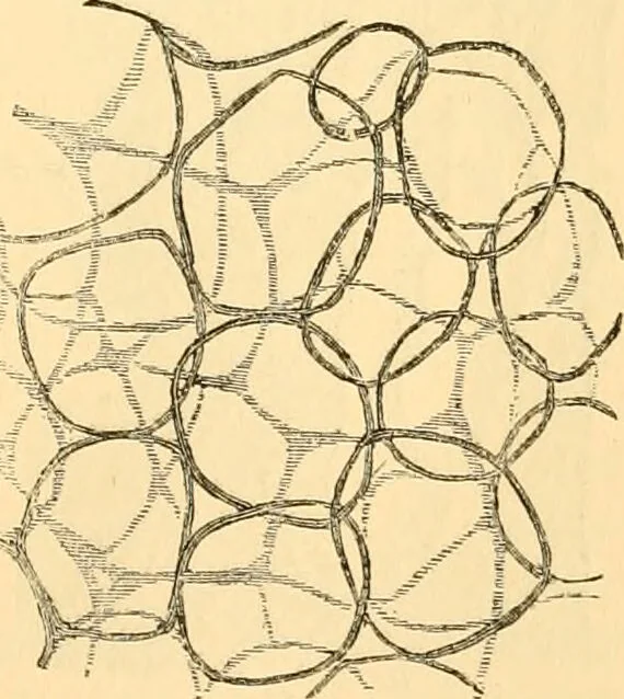 An illustration from The microscope : its history, construction, and application, being a familiar introduction to the use of the instrument, and the study of microscopial science / By Jabez Hogg ... with upwards of five hundred engravings and coloured illustrations by Tuffen West., 1867, leaf 733