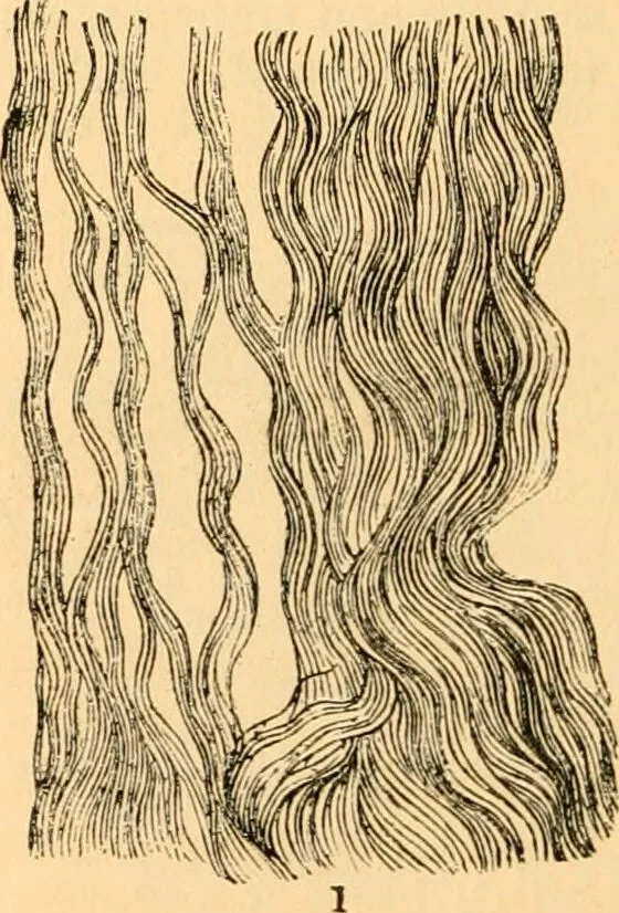 An illustration from The microscope : its history, construction, and application, being a familiar introduction to the use of the instrument, and the study of microscopial science / By Jabez Hogg ... with upwards of five hundred engravings and coloured illustrations by Tuffen West., 1867, leaf 734