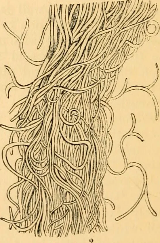 An illustration from The microscope : its history, construction, and application, being a familiar introduction to the use of the instrument, and the study of microscopial science / By Jabez Hogg ... with upwards of five hundred engravings and coloured illustrations by Tuffen West., 1867, leaf 734