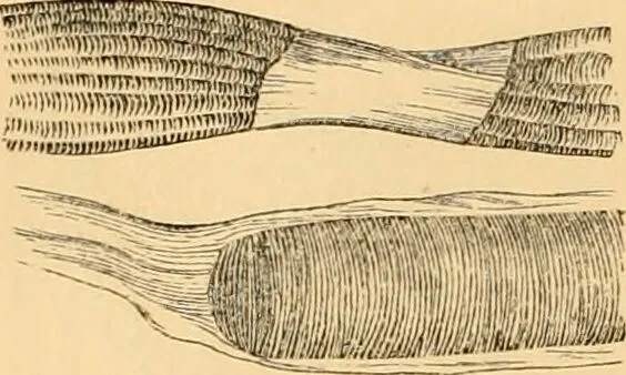 An illustration from The microscope : its history, construction, and application, being a familiar introduction to the use of the instrument, and the study of microscopial science / By Jabez Hogg ... with upwards of five hundred engravings and coloured illustrations by Tuffen West., 1867, leaf 736