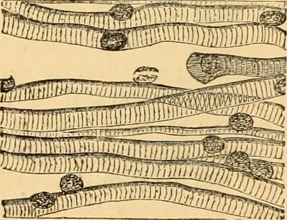 An illustration from The microscope : its history, construction, and application, being a familiar introduction to the use of the instrument, and the study of microscopial science / By Jabez Hogg ... with upwards of five hundred engravings and coloured illustrations by Tuffen West., 1867, leaf 736