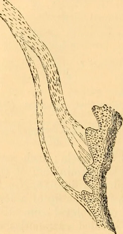 An illustration from The microscope : its history, construction, and application, being a familiar introduction to the use of the instrument, and the study of microscopial science / By Jabez Hogg ... with upwards of five hundred engravings and coloured illustrations by Tuffen West., 1867, leaf 738