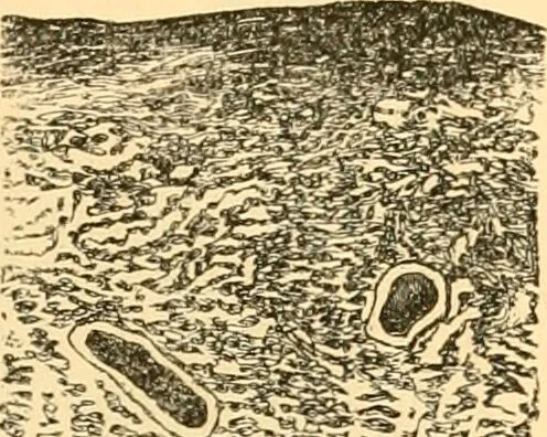 An illustration from The microscope : its history, construction, and application, being a familiar introduction to the use of the instrument, and the study of microscopial science / By Jabez Hogg ... with upwards of five hundred engravings and coloured illustrations by Tuffen West., 1867, leaf 745