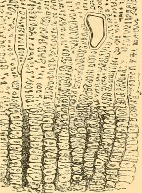 An illustration from The microscope : its history, construction, and application, being a familiar introduction to the use of the instrument, and the study of microscopial science / By Jabez Hogg ... with upwards of five hundred engravings and coloured illustrations by Tuffen West., 1867, leaf 745