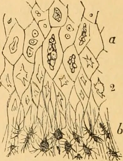 An illustration from The microscope : its history, construction, and application, being a familiar introduction to the use of the instrument, and the study of microscopial science / By Jabez Hogg ... with upwards of five hundred engravings and coloured illustrations by Tuffen West., 1867, leaf 746