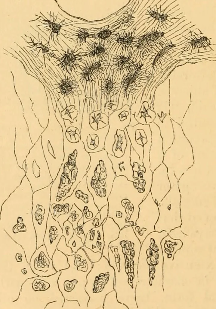 An illustration from The microscope : its history, construction, and application, being a familiar introduction to the use of the instrument, and the study of microscopial science / By Jabez Hogg ... with upwards of five hundred engravings and coloured illustrations by Tuffen West., 1867, leaf 746