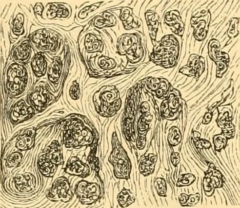 An illustration from The microscope : its history, construction, and application, being a familiar introduction to the use of the instrument, and the study of microscopial science / By Jabez Hogg ... with upwards of five hundred engravings and coloured illustrations by Tuffen West., 1867, leaf 747