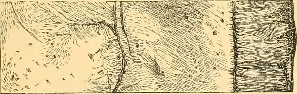 An illustration from The microscope : its history, construction, and application, being a familiar introduction to the use of the instrument, and the study of microscopial science / By Jabez Hogg ... with upwards of five hundred engravings and coloured illustrations by Tuffen West., 1867, leaf 747