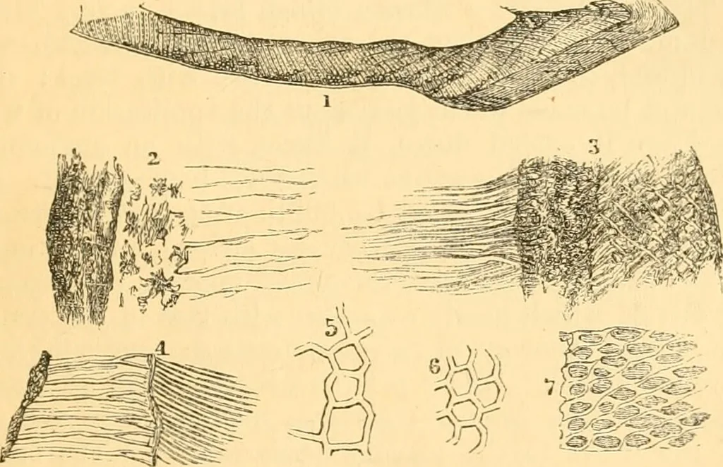 An illustration from The microscope : its history, construction, and application, being a familiar introduction to the use of the instrument, and the study of microscopial science / By Jabez Hogg ... with upwards of five hundred engravings and coloured illustrations by Tuffen West., 1867, leaf 749