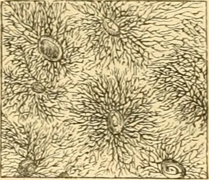 An illustration from The microscope : its history, construction, and application, being a familiar introduction to the use of the instrument, and the study of microscopial science / By Jabez Hogg ... with upwards of five hundred engravings and coloured illustrations by Tuffen West., 1867, leaf 751
