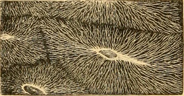 An illustration from The microscope : its history, construction, and application, being a familiar introduction to the use of the instrument, and the study of microscopial science / By Jabez Hogg ... with upwards of five hundred engravings and coloured illustrations by Tuffen West., 1867, leaf 752