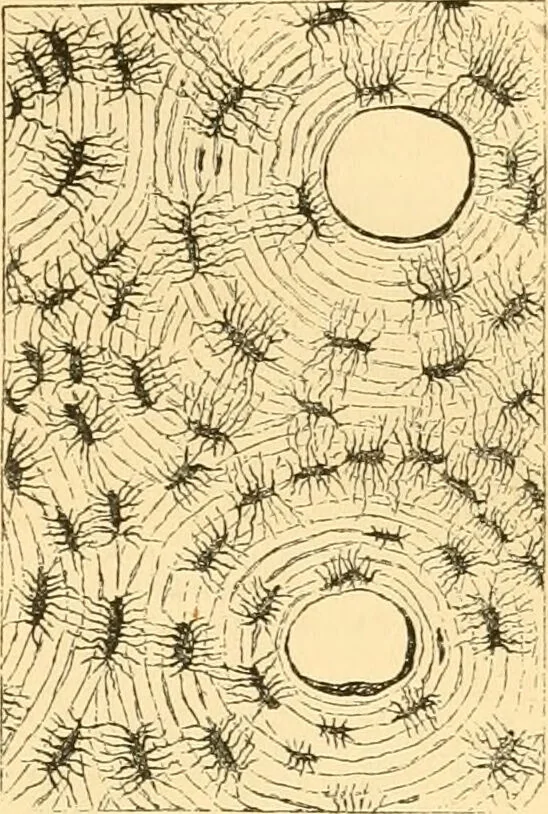 An illustration from The microscope : its history, construction, and application, being a familiar introduction to the use of the instrument, and the study of microscopial science / By Jabez Hogg ... with upwards of five hundred engravings and coloured illustrations by Tuffen West., 1867, leaf 753