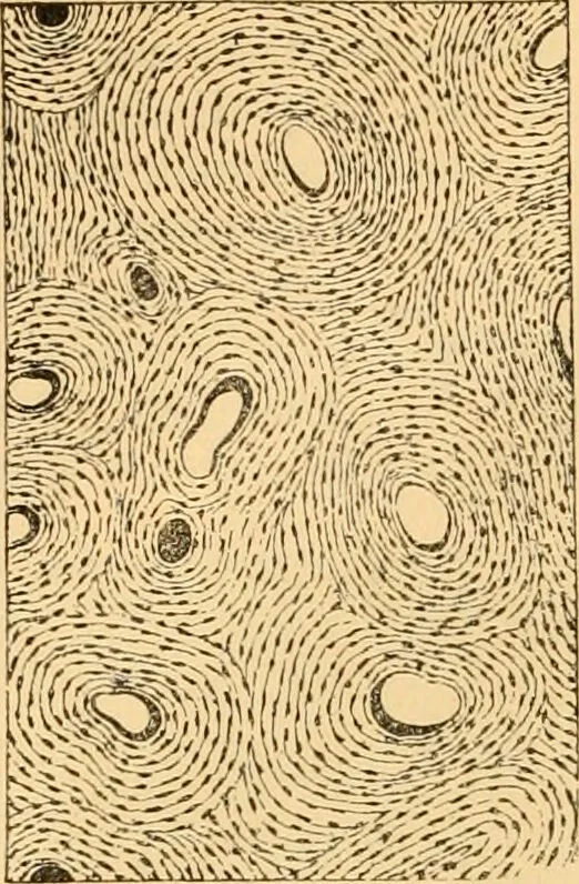 An illustration from The microscope : its history, construction, and application, being a familiar introduction to the use of the instrument, and the study of microscopial science / By Jabez Hogg ... with upwards of five hundred engravings and coloured illustrations by Tuffen West., 1867, leaf 754