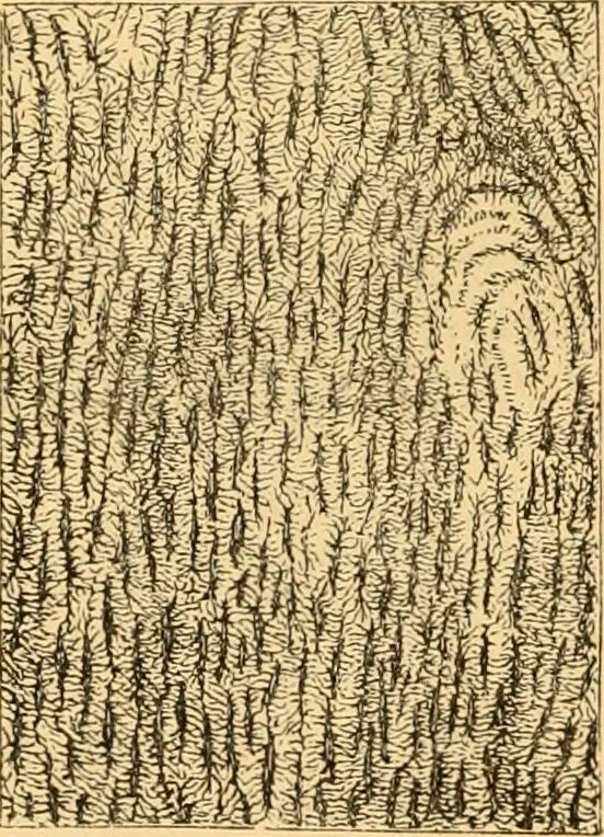 An illustration from The microscope : its history, construction, and application, being a familiar introduction to the use of the instrument, and the study of microscopial science / By Jabez Hogg ... with upwards of five hundred engravings and coloured illustrations by Tuffen West., 1867, leaf 754
