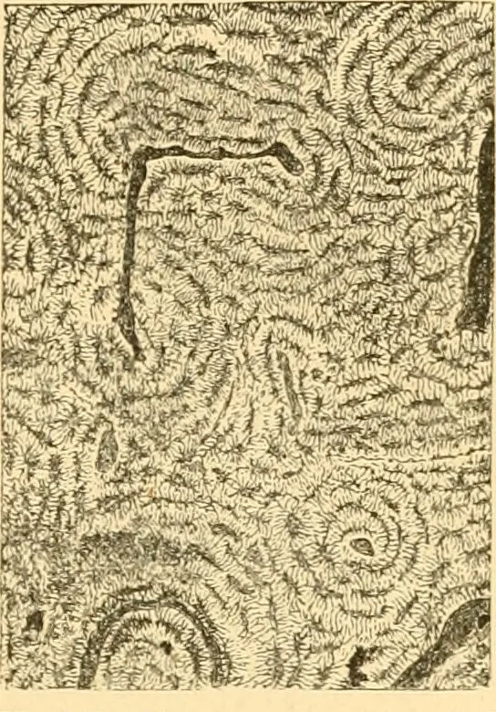 An illustration from The microscope : its history, construction, and application, being a familiar introduction to the use of the instrument, and the study of microscopial science / By Jabez Hogg ... with upwards of five hundred engravings and coloured illustrations by Tuffen West., 1867, leaf 755