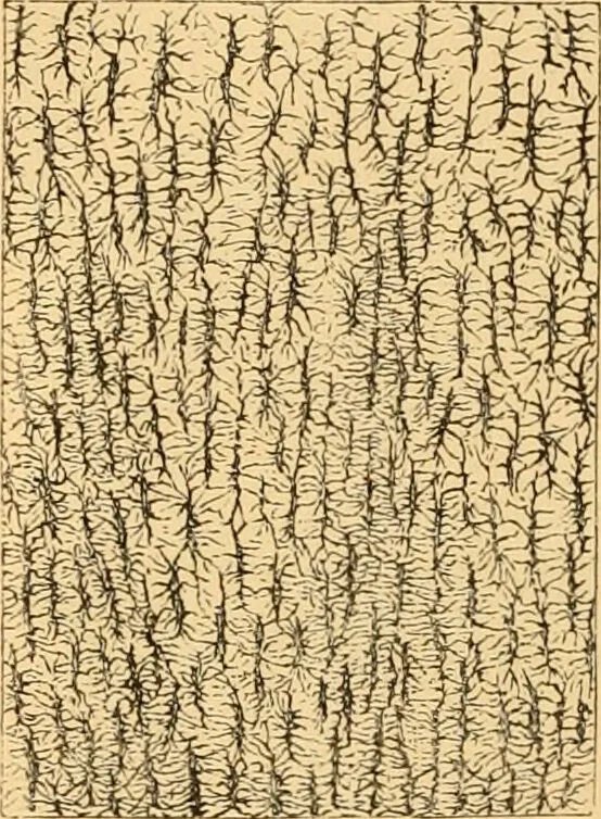 An illustration from The microscope : its history, construction, and application, being a familiar introduction to the use of the instrument, and the study of microscopial science / By Jabez Hogg ... with upwards of five hundred engravings and coloured illustrations by Tuffen West., 1867, leaf 756