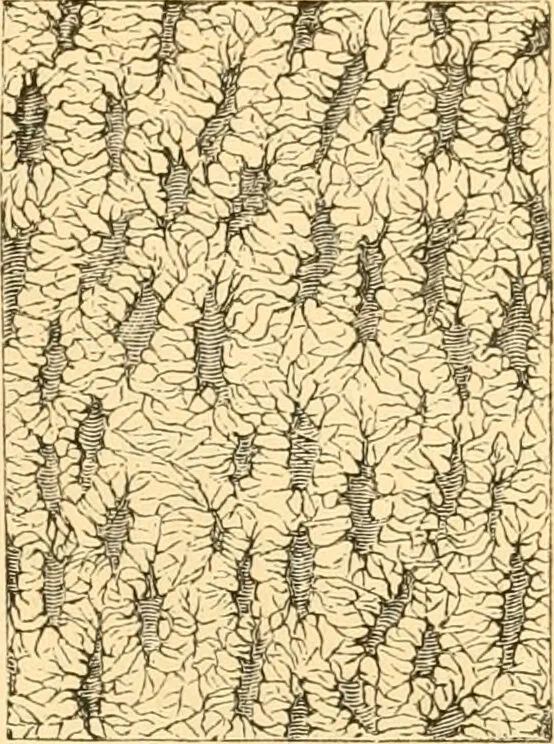 An illustration from The microscope : its history, construction, and application, being a familiar introduction to the use of the instrument, and the study of microscopial science / By Jabez Hogg ... with upwards of five hundred engravings and coloured illustrations by Tuffen West., 1867, leaf 757