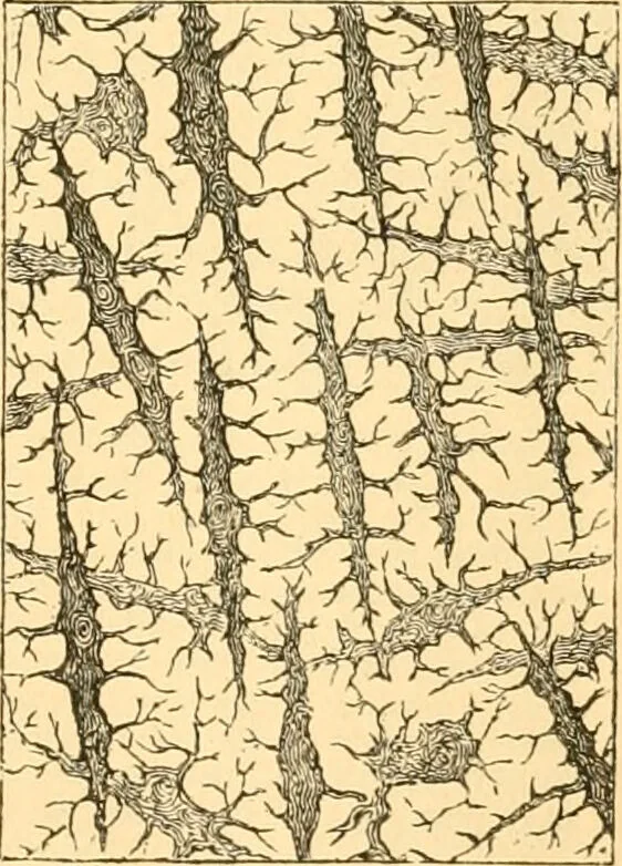 An illustration from The microscope : its history, construction, and application, being a familiar introduction to the use of the instrument, and the study of microscopial science / By Jabez Hogg ... with upwards of five hundred engravings and coloured illustrations by Tuffen West., 1867, leaf 757