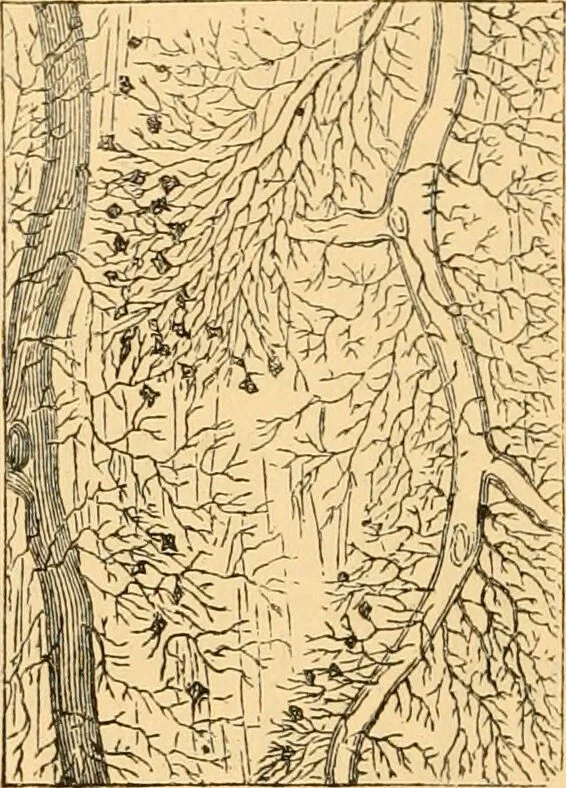 An illustration from The microscope : its history, construction, and application, being a familiar introduction to the use of the instrument, and the study of microscopial science / By Jabez Hogg ... with upwards of five hundred engravings and coloured illustrations by Tuffen West., 1867, leaf 758