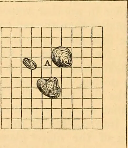 An illustration from The microscope : its history, construction, and application, being a familiar introduction to the use of the instrument, and the study of microscopial science / By Jabez Hogg ... with upwards of five hundred engravings and coloured illustrations by Tuffen West., 1867, leaf 76