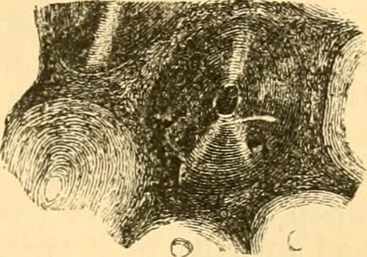 An illustration from The microscope : its history, construction, and application, being a familiar introduction to the use of the instrument, and the study of microscopial science / By Jabez Hogg ... with upwards of five hundred engravings and coloured illustrations by Tuffen West., 1867, leaf 761