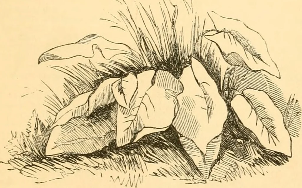 An illustration from The microscope : its history, construction, and application, being a familiar introduction to the use of the instrument, and the study of microscopial science / By Jabez Hogg ... with upwards of five hundred engravings and coloured illustrations by Tuffen West., 1867, leaf 781