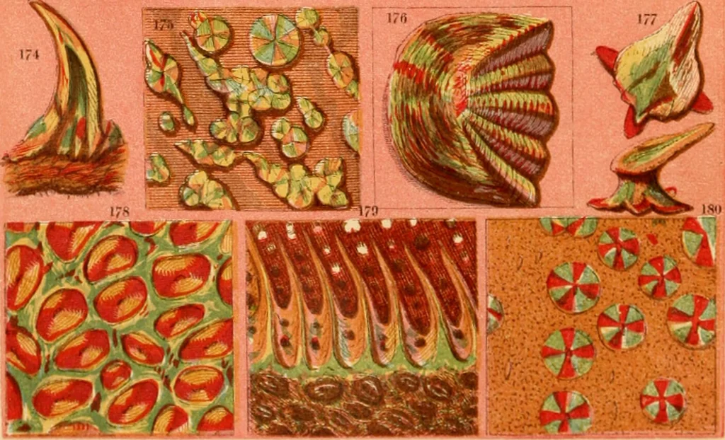 An illustration from The microscope : its history, construction, and application, being a familiar introduction to the use of the instrument, and the study of microscopial science / By Jabez Hogg ... with upwards of five hundred engravings and coloured illustrations by Tuffen West., 1867, leaf 8