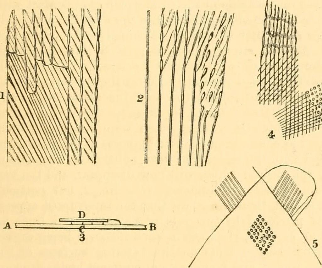 An illustration from The microscope : its history, construction, and application, being a familiar introduction to the use of the instrument, and the study of microscopial science / By Jabez Hogg ... with upwards of five hundred engravings and coloured illustrations by Tuffen West., 1867, leaf 91