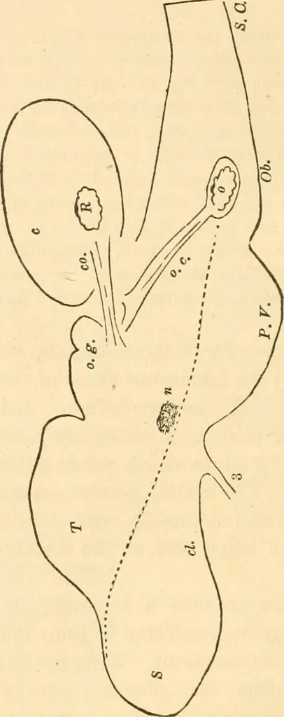 An illustration from The mysteries of human nature explained by a new system of nervous physiology : to which is added, a review of the errors of spiritualism, and instructions for developing or resisting the influence by which subjects and mediums are made / by J. Stanley Grimes., 1860, leaf 112
