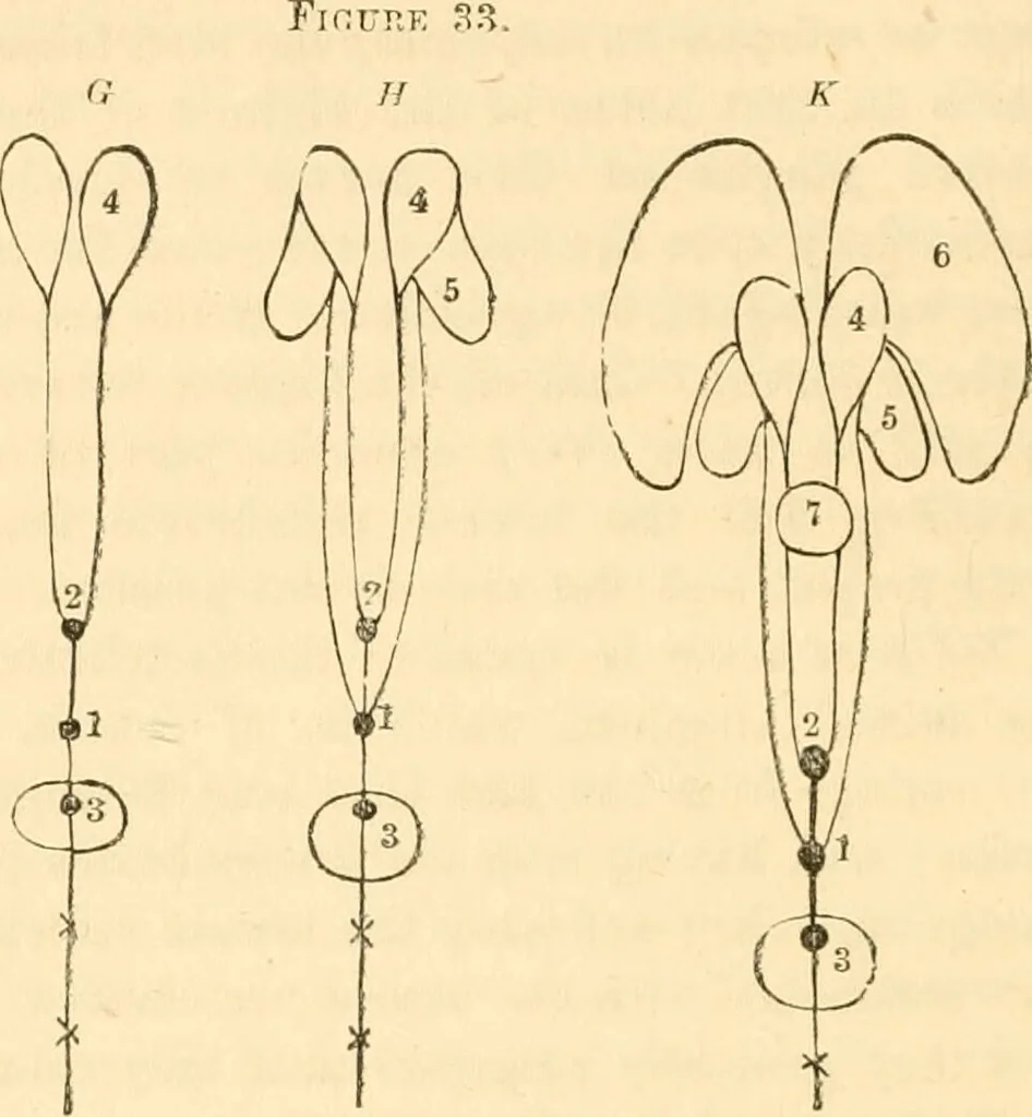 An illustration from The mysteries of human nature explained by a new system of nervous physiology : to which is added, a review of the errors of spiritualism, and instructions for developing or resisting the influence by which subjects and mediums are made / by J. Stanley Grimes., 1860, leaf 134