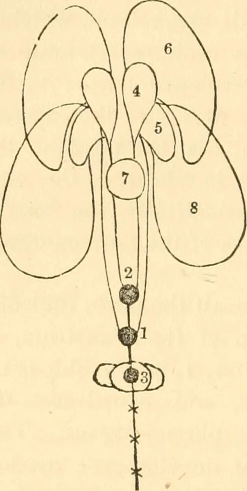 An illustration from The mysteries of human nature explained by a new system of nervous physiology : to which is added, a review of the errors of spiritualism, and instructions for developing or resisting the influence by which subjects and mediums are made / by J. Stanley Grimes., 1860, leaf 136