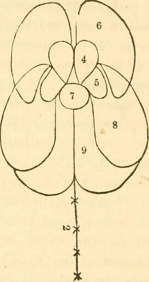 An illustration from The mysteries of human nature explained by a new system of nervous physiology : to which is added, a review of the errors of spiritualism, and instructions for developing or resisting the influence by which subjects and mediums are made / by J. Stanley Grimes., 1860, leaf 136