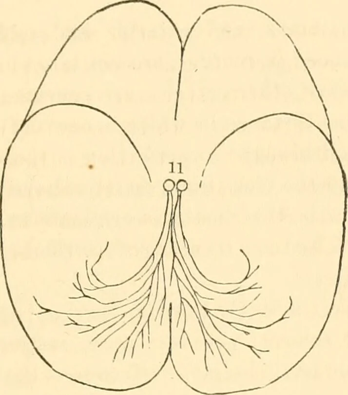An illustration from The mysteries of human nature explained by a new system of nervous physiology : to which is added, a review of the errors of spiritualism, and instructions for developing or resisting the influence by which subjects and mediums are made / by J. Stanley Grimes., 1860, leaf 137