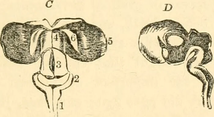 An illustration from The mysteries of human nature explained by a new system of nervous physiology : to which is added, a review of the errors of spiritualism, and instructions for developing or resisting the influence by which subjects and mediums are made / by J. Stanley Grimes., 1860, leaf 143