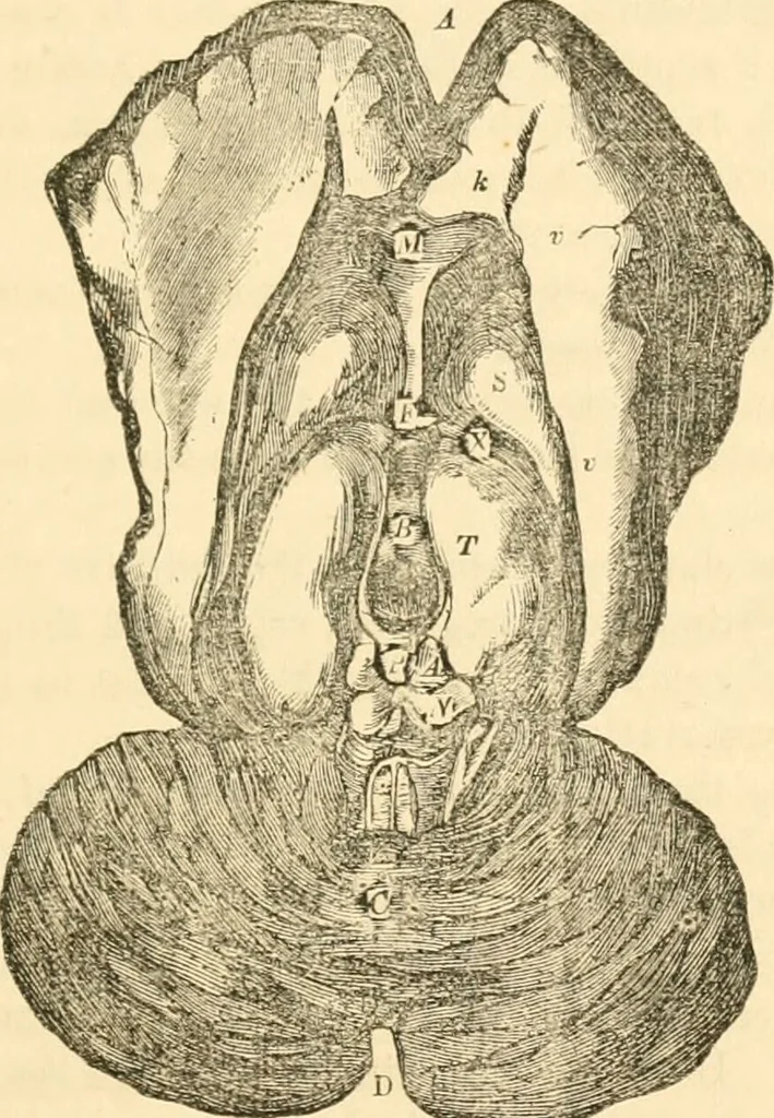 An illustration from The mysteries of human nature explained by a new system of nervous physiology : to which is added, a review of the errors of spiritualism, and instructions for developing or resisting the influence by which subjects and mediums are made / by J. Stanley Grimes., 1860, leaf 147