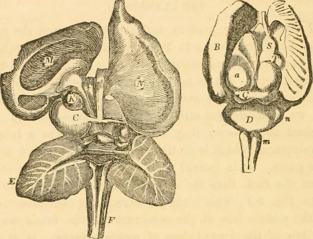 An illustration from The mysteries of human nature explained by a new system of nervous physiology : to which is added, a review of the errors of spiritualism, and instructions for developing or resisting the influence by which subjects and mediums are made / by J. Stanley Grimes., 1860, leaf 176