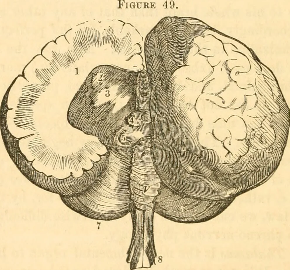An illustration from The mysteries of human nature explained by a new system of nervous physiology : to which is added, a review of the errors of spiritualism, and instructions for developing or resisting the influence by which subjects and mediums are made / by J. Stanley Grimes., 1860, leaf 180