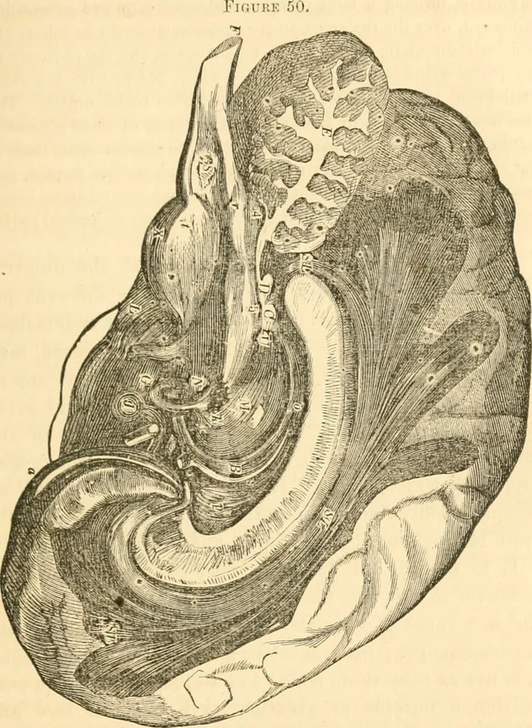 An illustration from The mysteries of human nature explained by a new system of nervous physiology : to which is added, a review of the errors of spiritualism, and instructions for developing or resisting the influence by which subjects and mediums are made / by J. Stanley Grimes., 1860, leaf 187