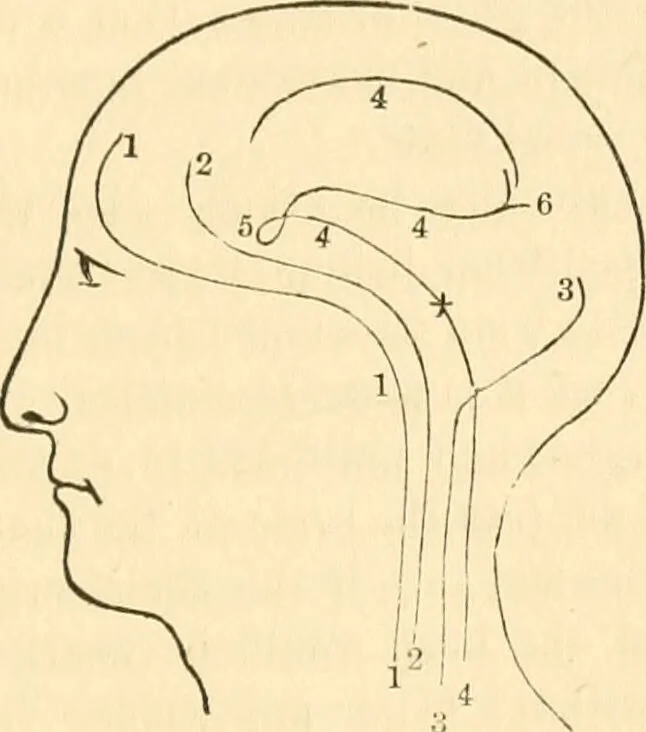 An illustration from The mysteries of human nature explained by a new system of nervous physiology : to which is added, a review of the errors of spiritualism, and instructions for developing or resisting the influence by which subjects and mediums are made / by J. Stanley Grimes., 1860, leaf 203