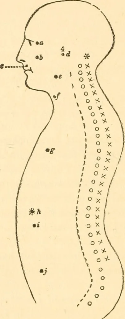 An illustration from The mysteries of human nature explained by a new system of nervous physiology : to which is added, a review of the errors of spiritualism, and instructions for developing or resisting the influence by which subjects and mediums are made / by J. Stanley Grimes., 1860, leaf 206