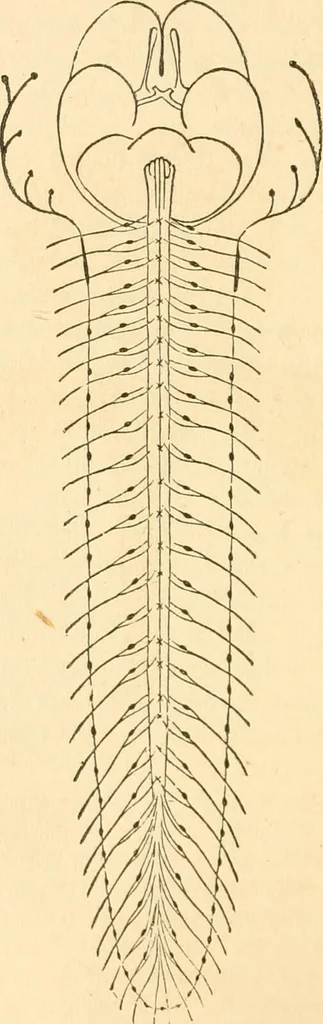 An illustration from The mysteries of human nature explained by a new system of nervous physiology : to which is added, a review of the errors of spiritualism, and instructions for developing or resisting the influence by which subjects and mediums are made / by J. Stanley Grimes., 1860, leaf 210