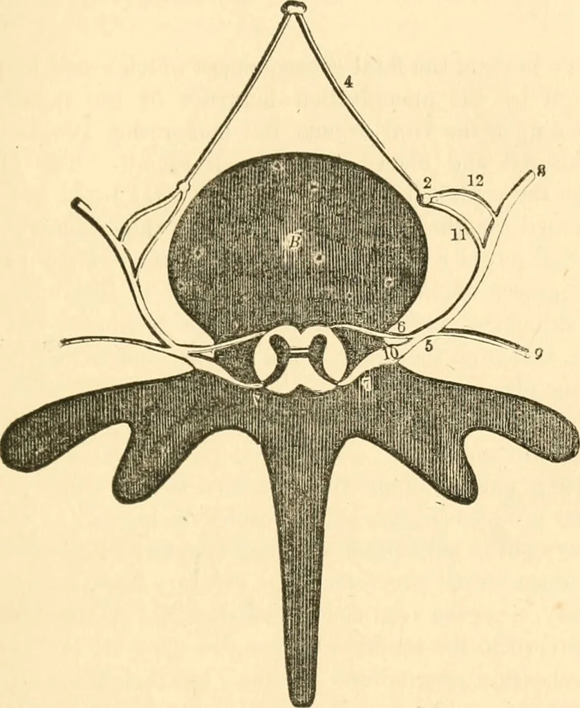 An illustration from The mysteries of human nature explained by a new system of nervous physiology : to which is added, a review of the errors of spiritualism, and instructions for developing or resisting the influence by which subjects and mediums are made / by J. Stanley Grimes., 1860, leaf 211