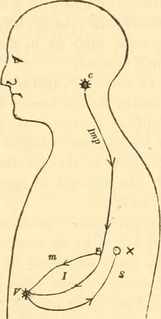 An illustration from The mysteries of human nature explained by a new system of nervous physiology : to which is added, a review of the errors of spiritualism, and instructions for developing or resisting the influence by which subjects and mediums are made / by J. Stanley Grimes., 1860, leaf 257